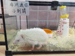 -Moni星球萌宠·小马宝莉·灵蛇·高端高阶全萌宠互动体验俱乐部(红豆国际广场店)