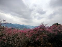 -新建村梅花