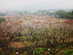 -香雪海