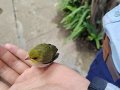 -广州长隆飞鸟乐园