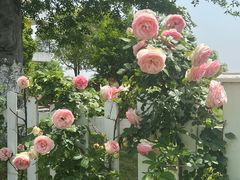 -南通鲜花小镇