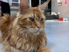 -Heymao猫咖.咖啡厅(东门店)