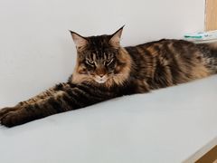 -鼓捣猫呢主题猫咖店