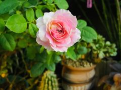 -杨厝六十六农庄农舍(杨厝路店)