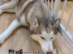 -Husky Go! 哈士奇体验馆·宠物咖啡厅狗咖
