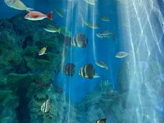 -上海海洋水族馆