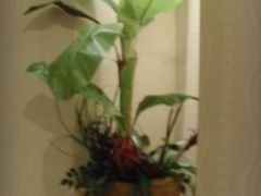 花-上海小南国(国发店)