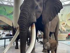 -陕西自然博物馆