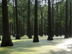 -渌洋湖湿地公园