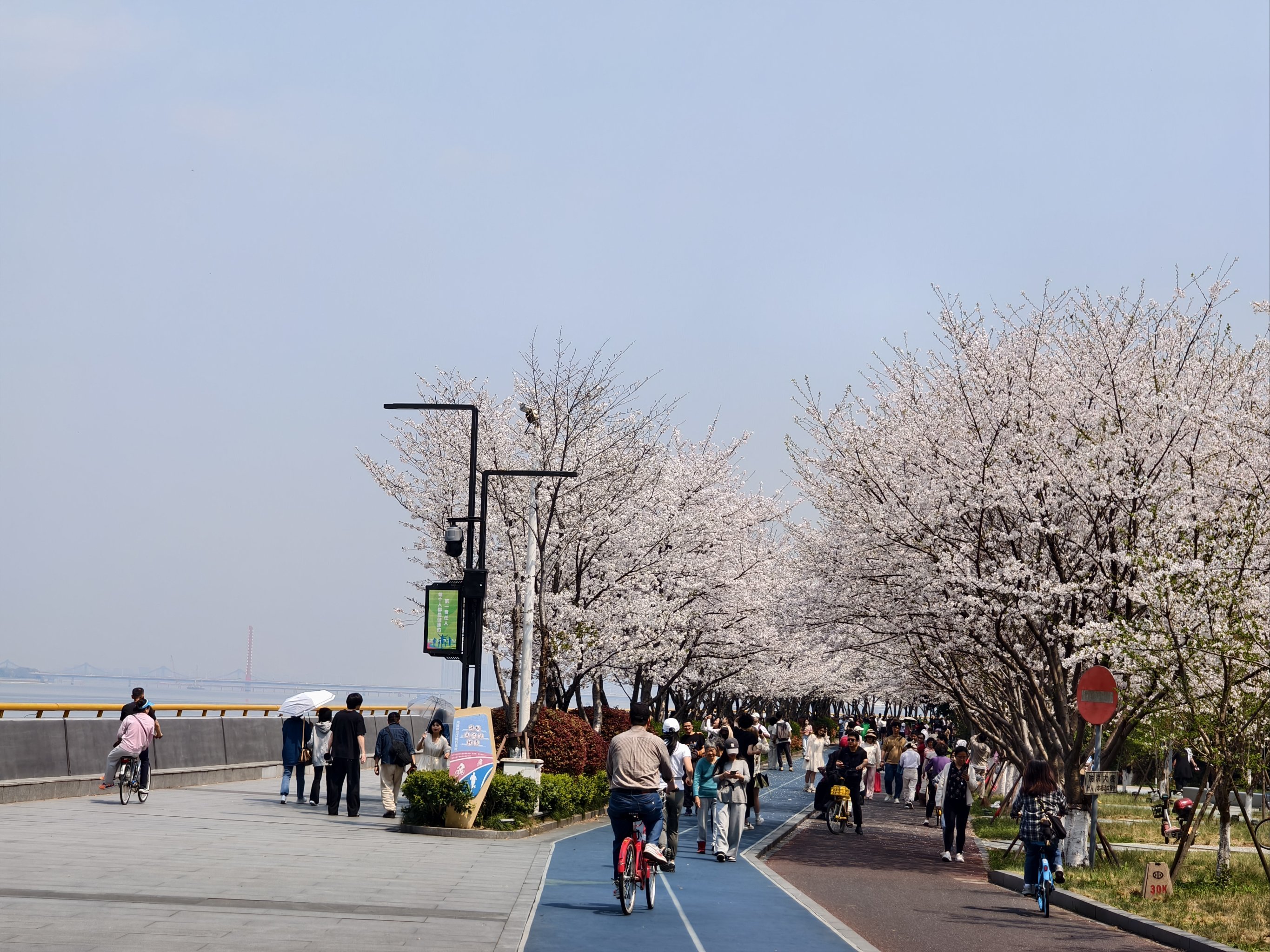 滨江樱花跑道,户外5公里圣地!