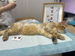 -邢大夫动物医院