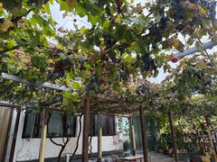 -钰田大院·碳烤虹鳟鱼·怀柔地道农家菜(雁栖湖店)