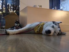 -Husky Go! 哈士奇体验馆·宠物咖啡厅狗咖