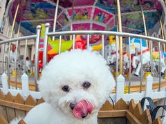 -超宠爱宠物摄影-Super pet