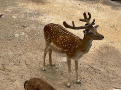 -石家庄市动物园