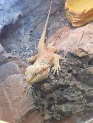 -神奇动物撸宠馆·羊驼·小浣熊·异宠(豫园店)