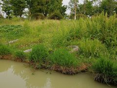 -中国扬子鳄村