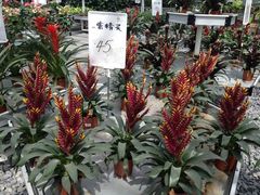 -上海鲜花港