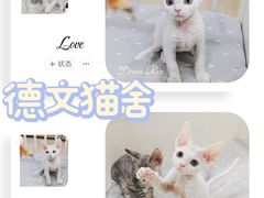 -70cat德文卷毛猫·缅因猫纯种猫舍