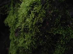 -花溪公园