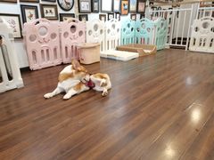 -柯斗斗主题餐厅·狗咖·围炉煮茶·茶饮(国瑞升平里店)