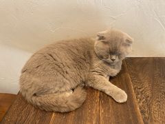 -猫友咖啡店(玉林西路店)