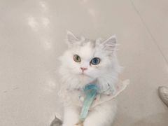 -共舞时光猫咖·狗咖(新街口店)