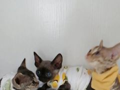 -Bastet sally猫舍购宠(静安店)