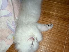 -客栈猫舍(中央北路店)