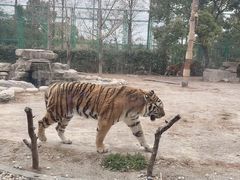 -上海野生动物园老虎餐厅