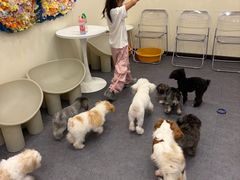 -有喵·猫咖·狗咖·30几只猫10只小狗(岗厦店)