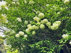 -桃花岛景观公园