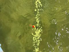 -光头佬钓虾场·烧烤·聚餐·亲子(金沙洲店)