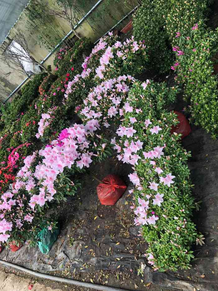 南井花卉-"据说大东北园艺关门了,以为买不到便宜绿植.