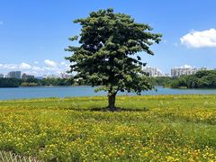 -海珠湖公园