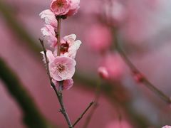-花开海上生态园