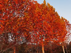 -北京西山国家森林公园