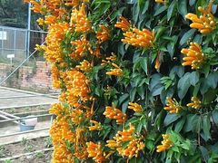 -广东茂名森林公园