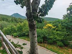-佛慧山