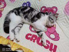 -东方名猫馆·英短金渐层布偶猫舍(环线广场1号楼店)