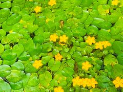 -西昌邛海湿地