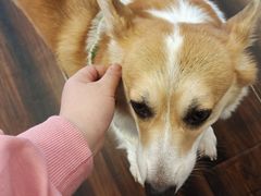 -豆柴町-柴犬主题狗咖(红鼎国际C座店)