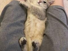 -东方名猫馆·英短金渐层布偶猫舍(环线广场1号楼店)