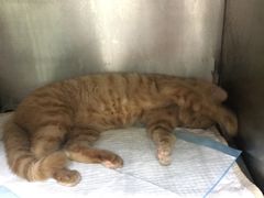 -惠康宠物医院(华能路店)