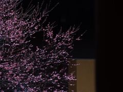 -慧因高丽寺