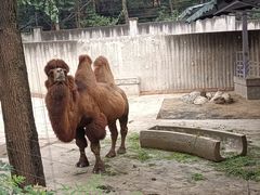 -成都动物园