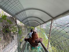 -抱犊崮国家森林公园