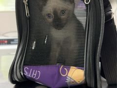 -爱侣宠医·鹦鹉专科·小型哺乳类·异宠专科(灵石路店)