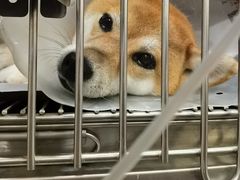 -宠爱国际动物医院· 猫科· 外科·中兽医(长白店)