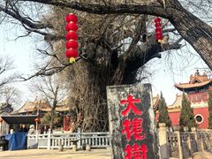 -大槐树寻根祭祖园